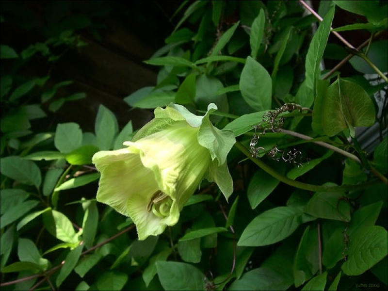 Кобея лазающая