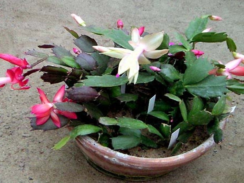 Шлюмбергера