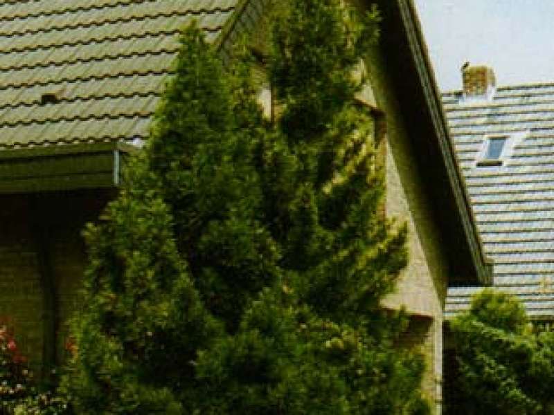 Sciadopitys, Japanese umbrella-pine