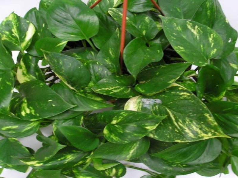 Сциндапсус