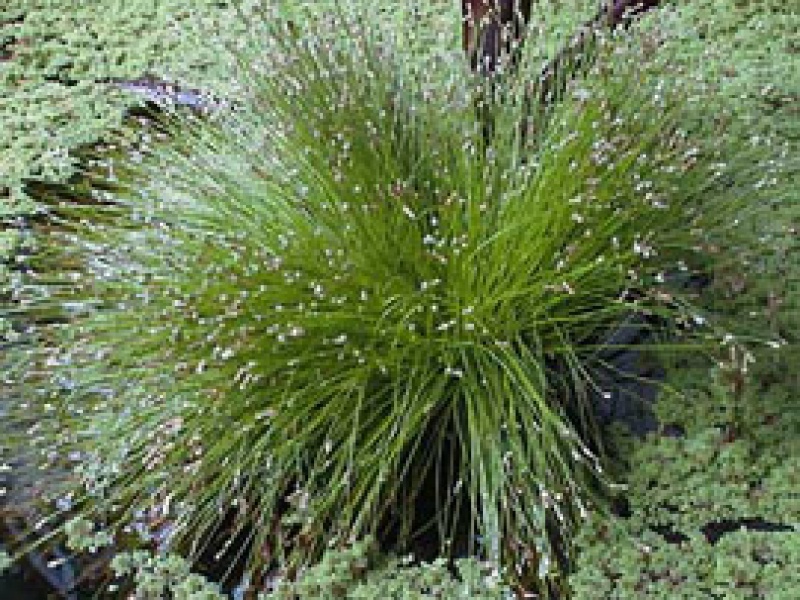 Камыш поникший или Изолепис изяшный