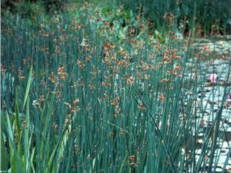 Камыш озерный
