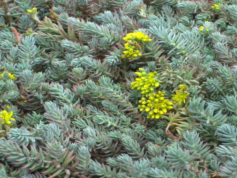 Седум или Очиток