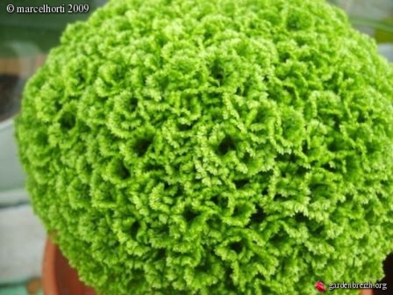 Селагинелла