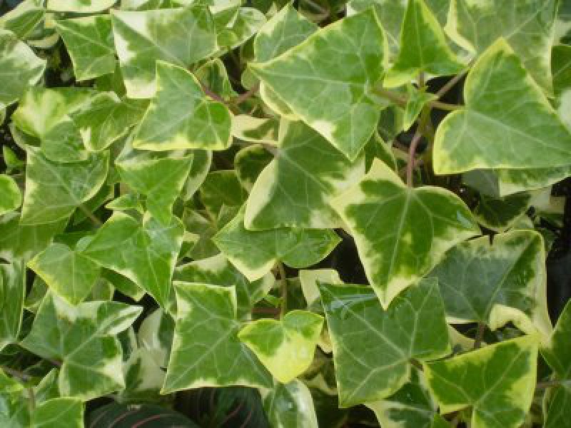 Крестовник