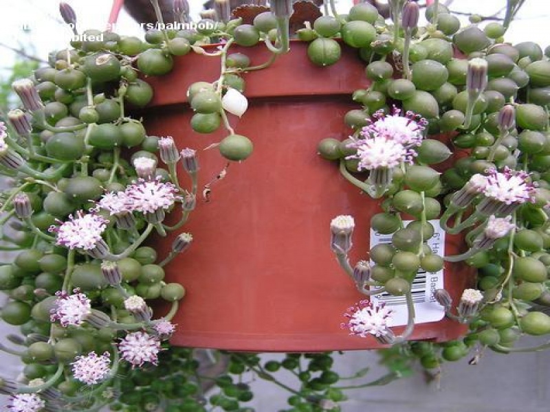 Крестовник