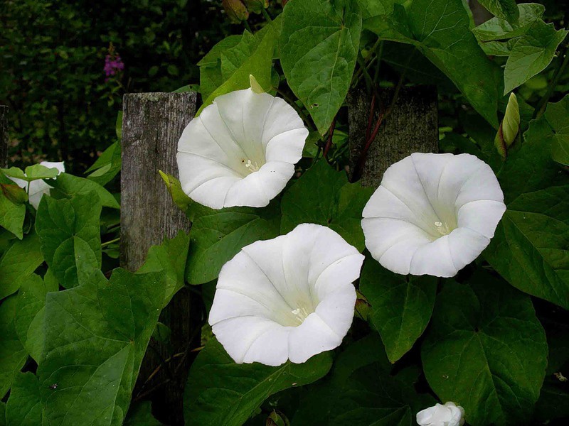 Калистегия заборная