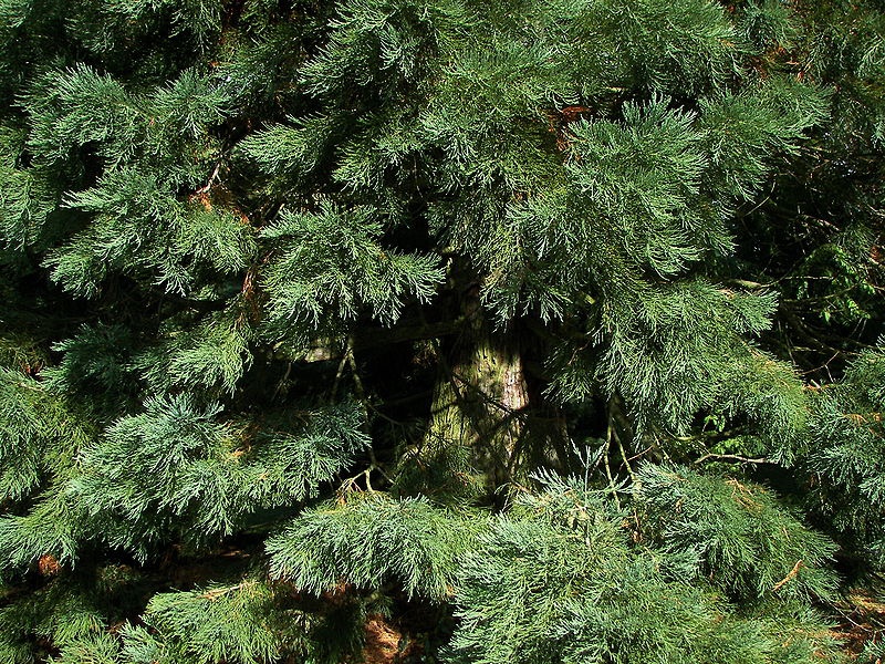 Sequoiadendron giganteum, mammoth tree