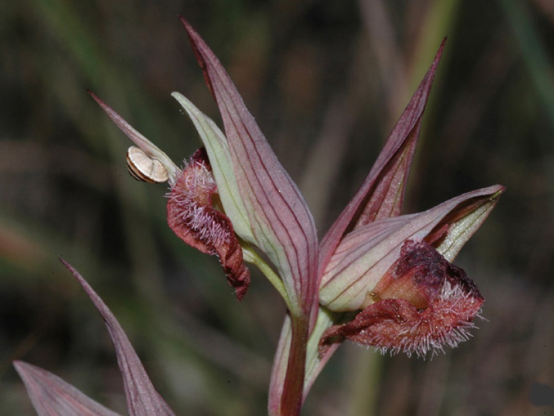 Серапиас сошниковый