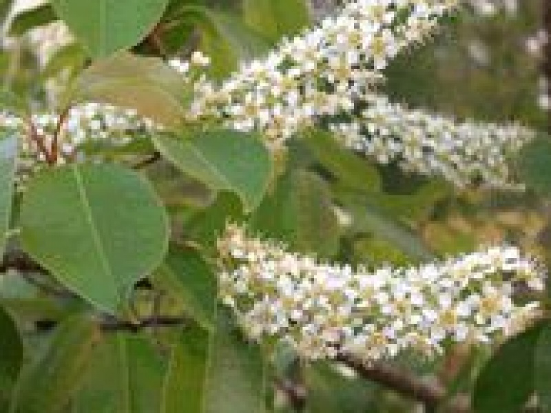 Черемуха поздняя