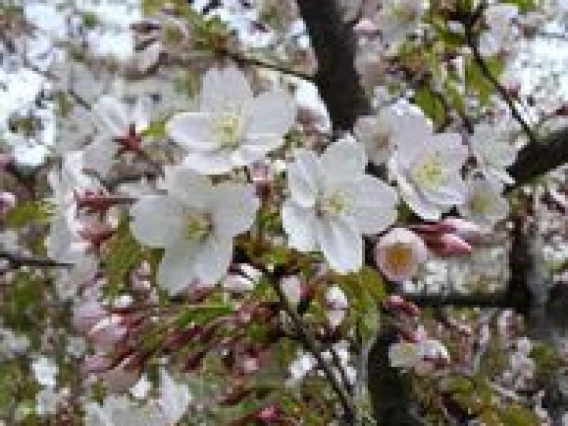 Черемуха мелкопильчатая