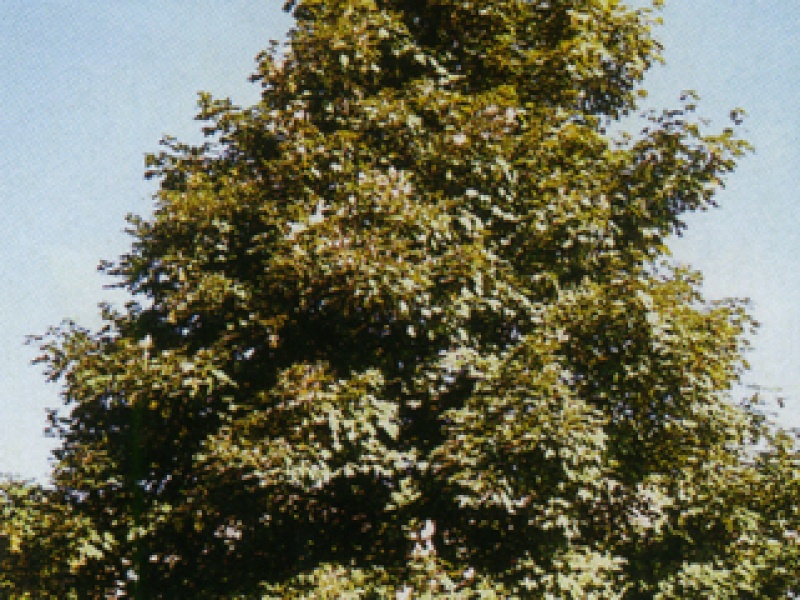 Purple-leaved sycamore maple