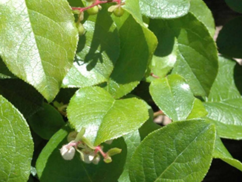 Tall carpet berry (Shallon)