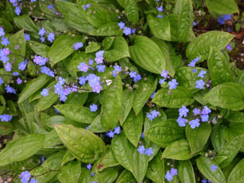 Бруннера сибирская