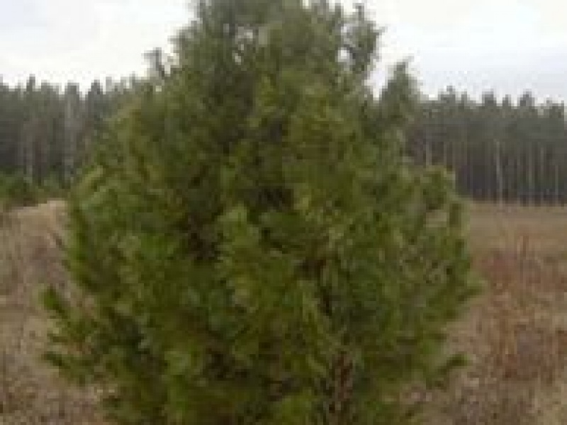 Сосна кедровая сибирская