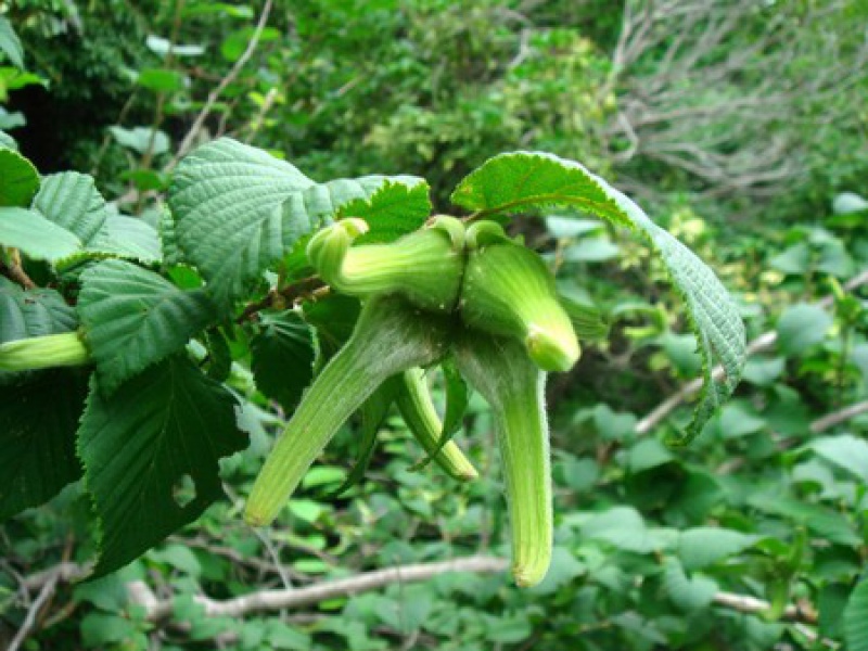 Лещина Зибольда