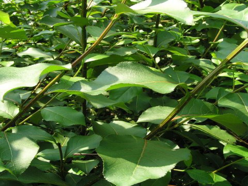 Тополь Симона