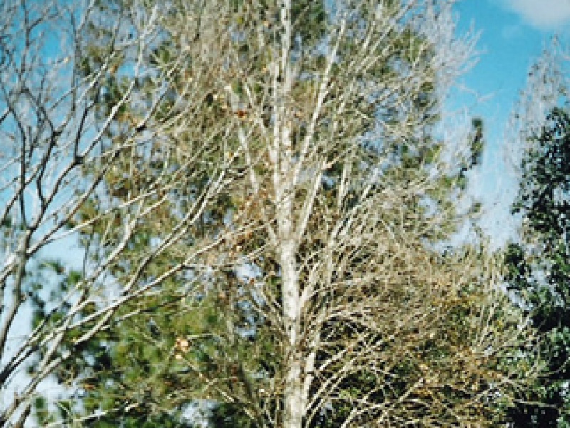 Simon's Poplar