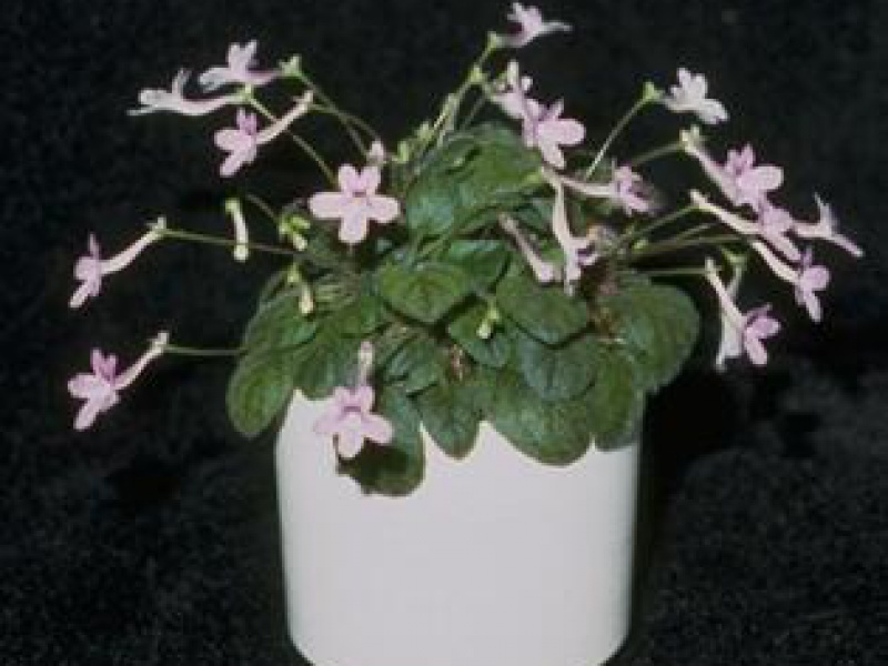 Глоксиния крохотная