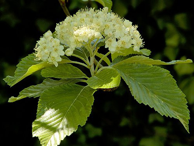 Рябина круглолистная