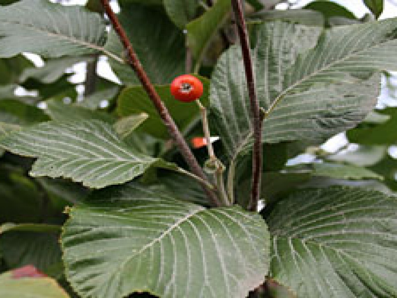 Рябина круглолистная 'Лютесценс'