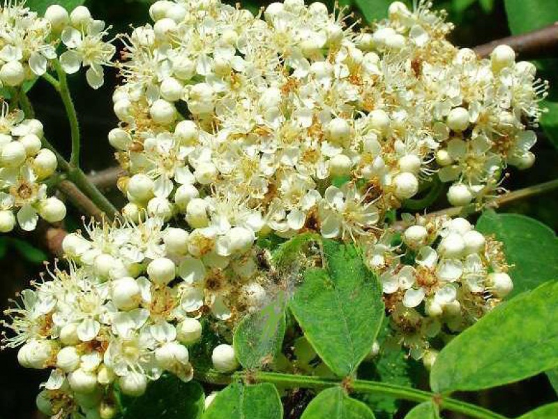 Рябина обыкновенная ‘Эдулис’