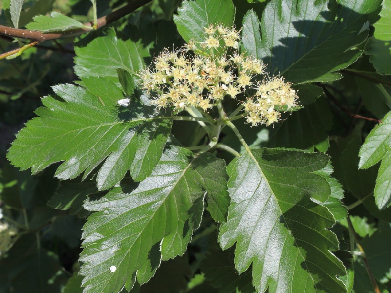 Рябина промежуточная