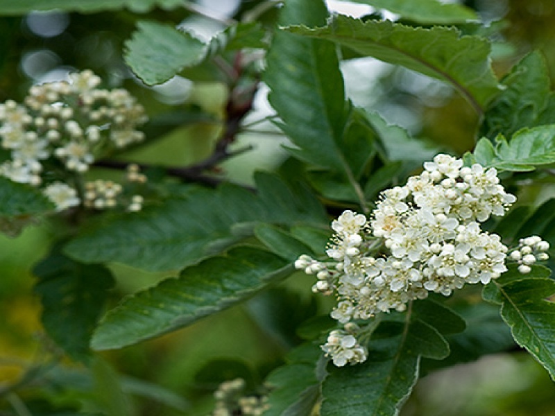 Рябина тюрингская