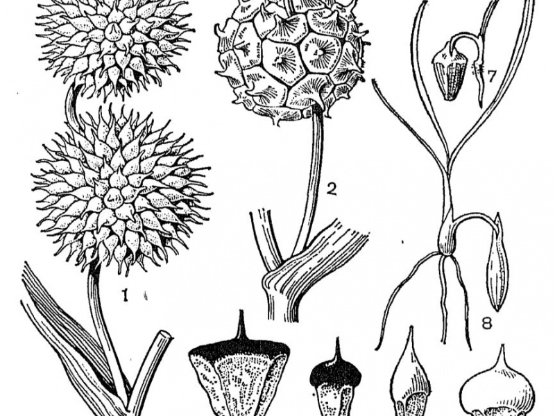 Ежеголовниковые