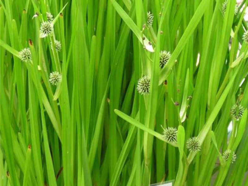 Ежеголовник прямой