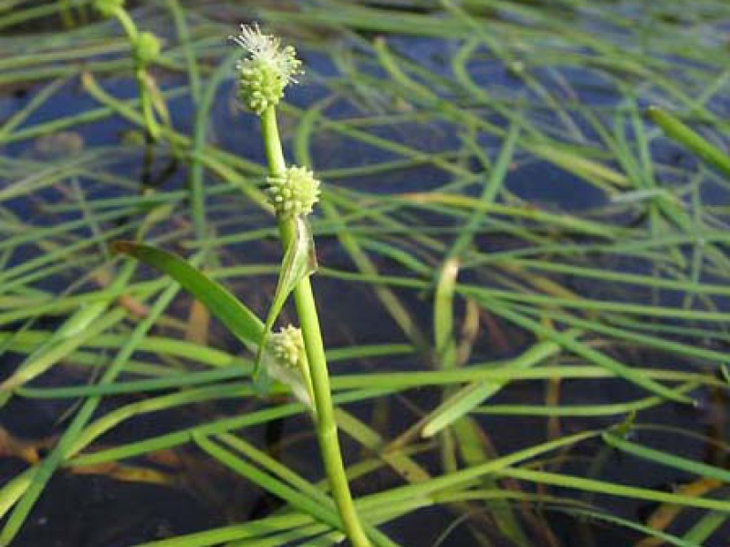 Ежеголовник северный