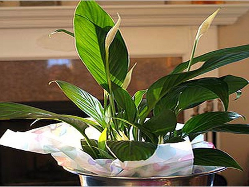 Спатифиллюм