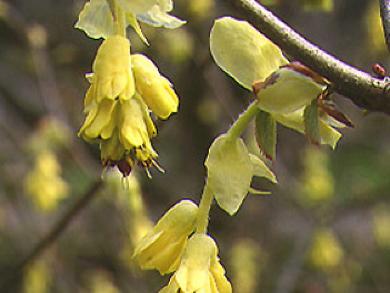 Корилопсис высокий