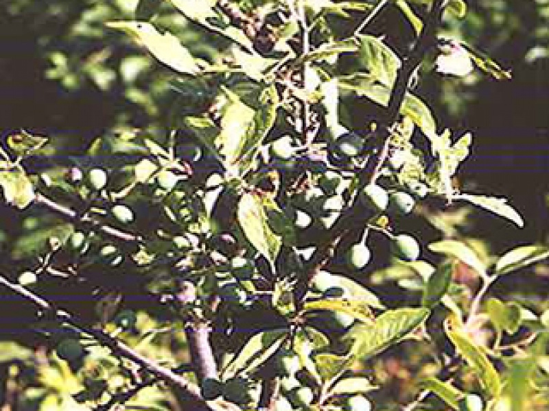 Blackthorn or sloe