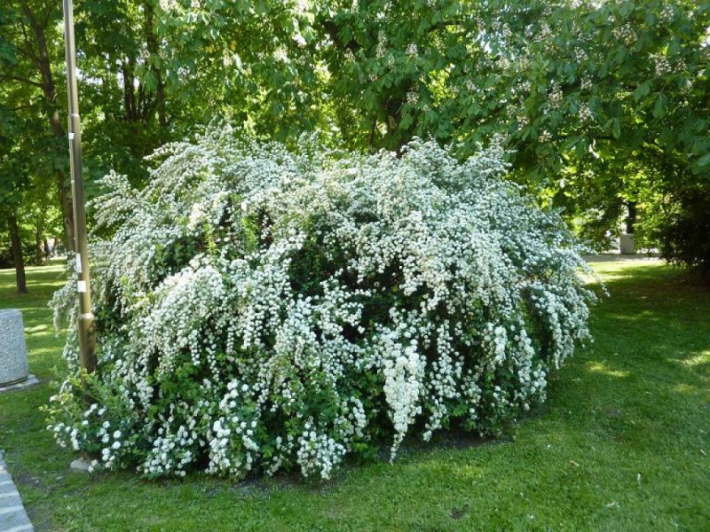 Спирея или Таволга