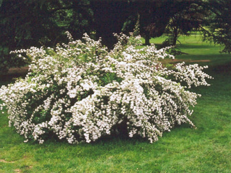 Спирея серая