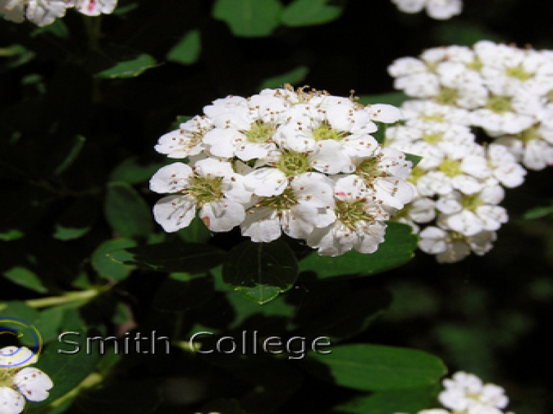 Nippon spirea (Spiraea nipponica)