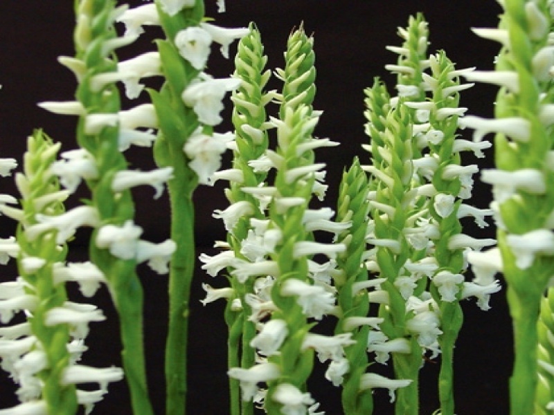 Скрученник или Cпирантес