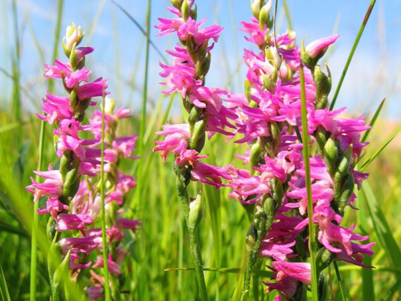 Скрученник приятный