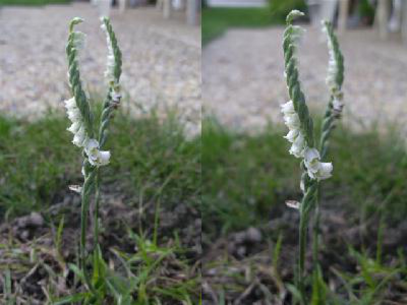 Скрученник спиральный