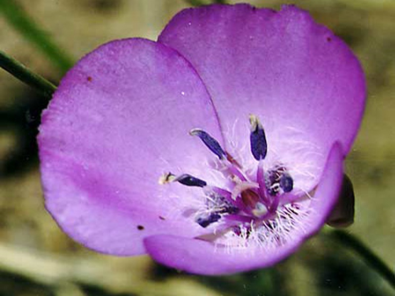 Калохортус блестящий