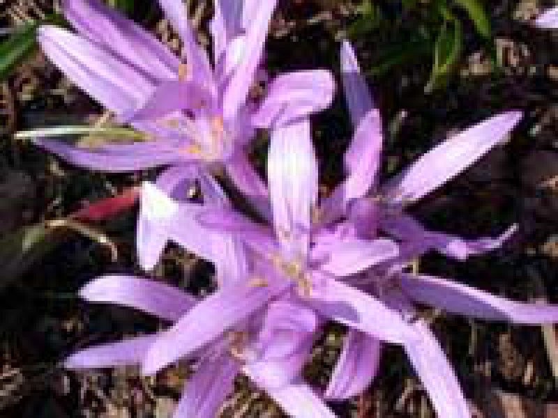 Брандушка или Бульбокодиум весенний