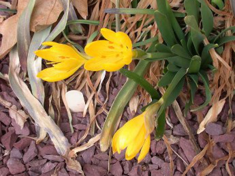 Штернбергия Фишера