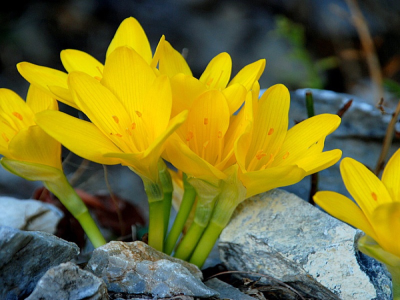 Штернбергия крупноцветковая