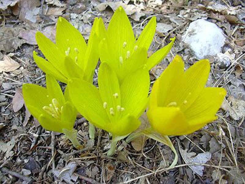 Штернбергия желтая