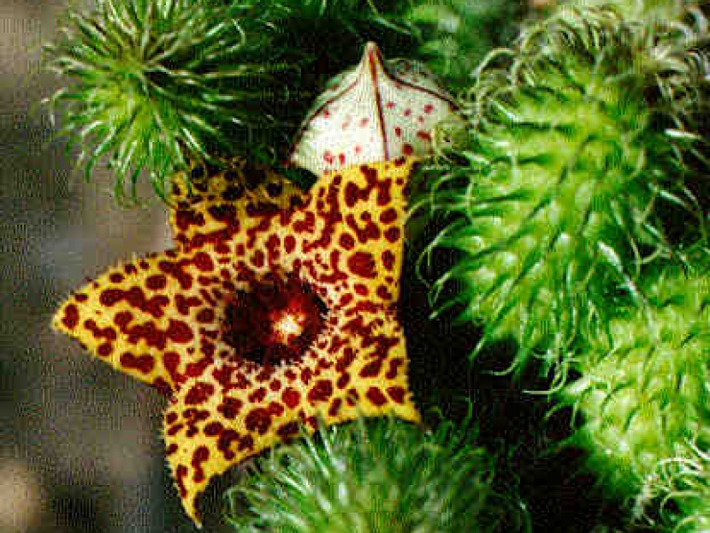 Стапелиантус