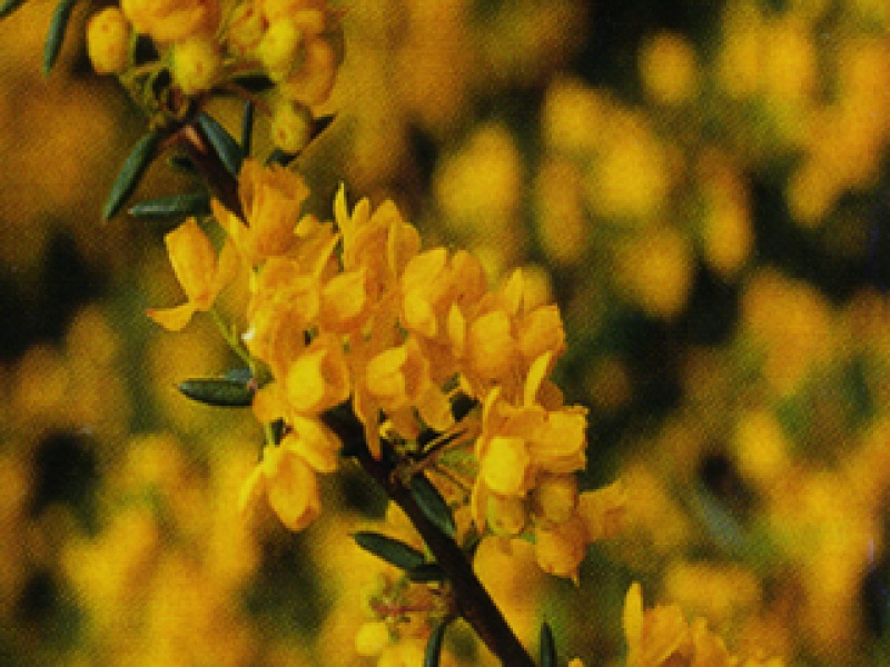 Narrow-leaved barberry