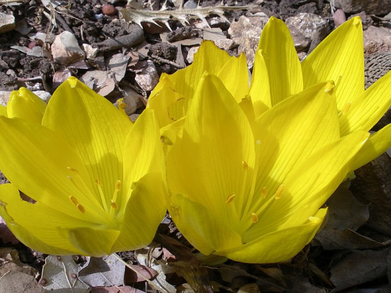 Штернбергия