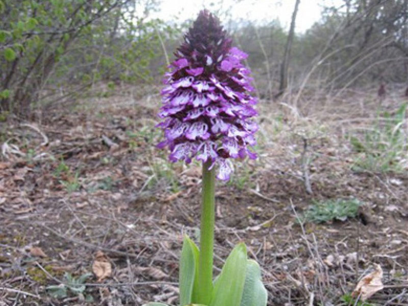 Стевениелла сатириовидная