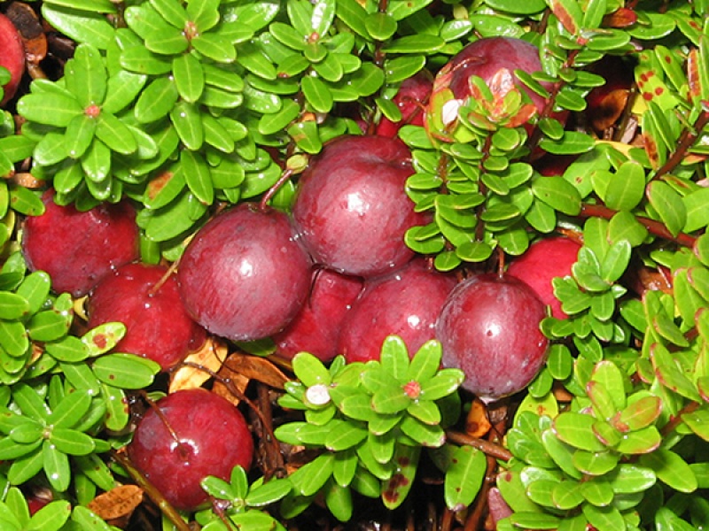 Клюква Стивенс